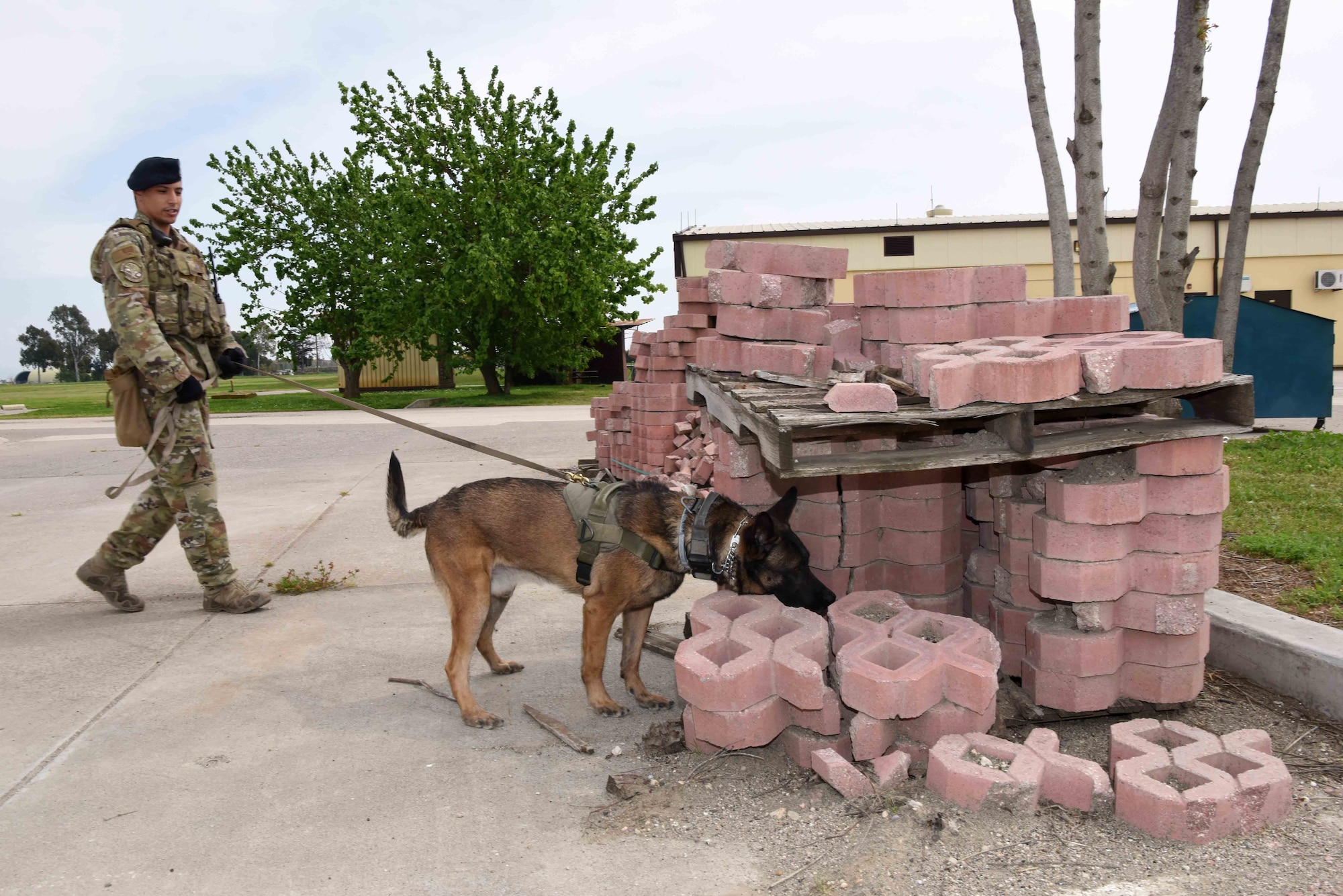 U.S. Air Force Staff Sgt. Zachary Harrison, 39th Security Forces Squadron military working dog handler, and Rambo, MWD, patrol the golf course, April 14, 2020, on Incirlik Air Base, Turkey. MWDs are often the first line of defense when it comes to securing areas and sniffing out explosives and narcotics while on duty. (U.S. Air Force photo by Tech. Sgt. Jim Araos)