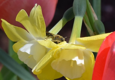 Bee on a flower