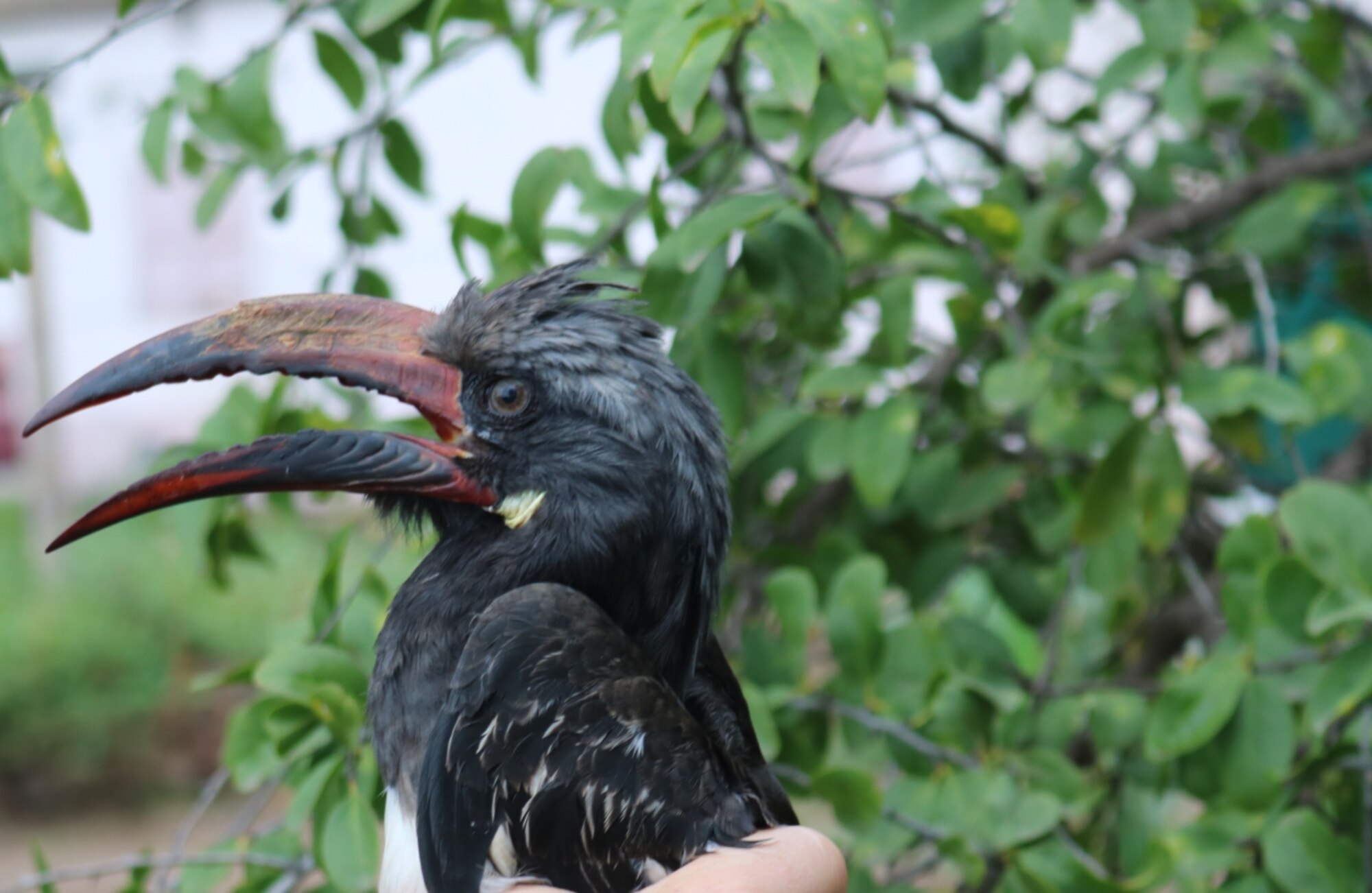 A photo of the Hemprich’s Hornbill taken up close during the Djibouti expedition.