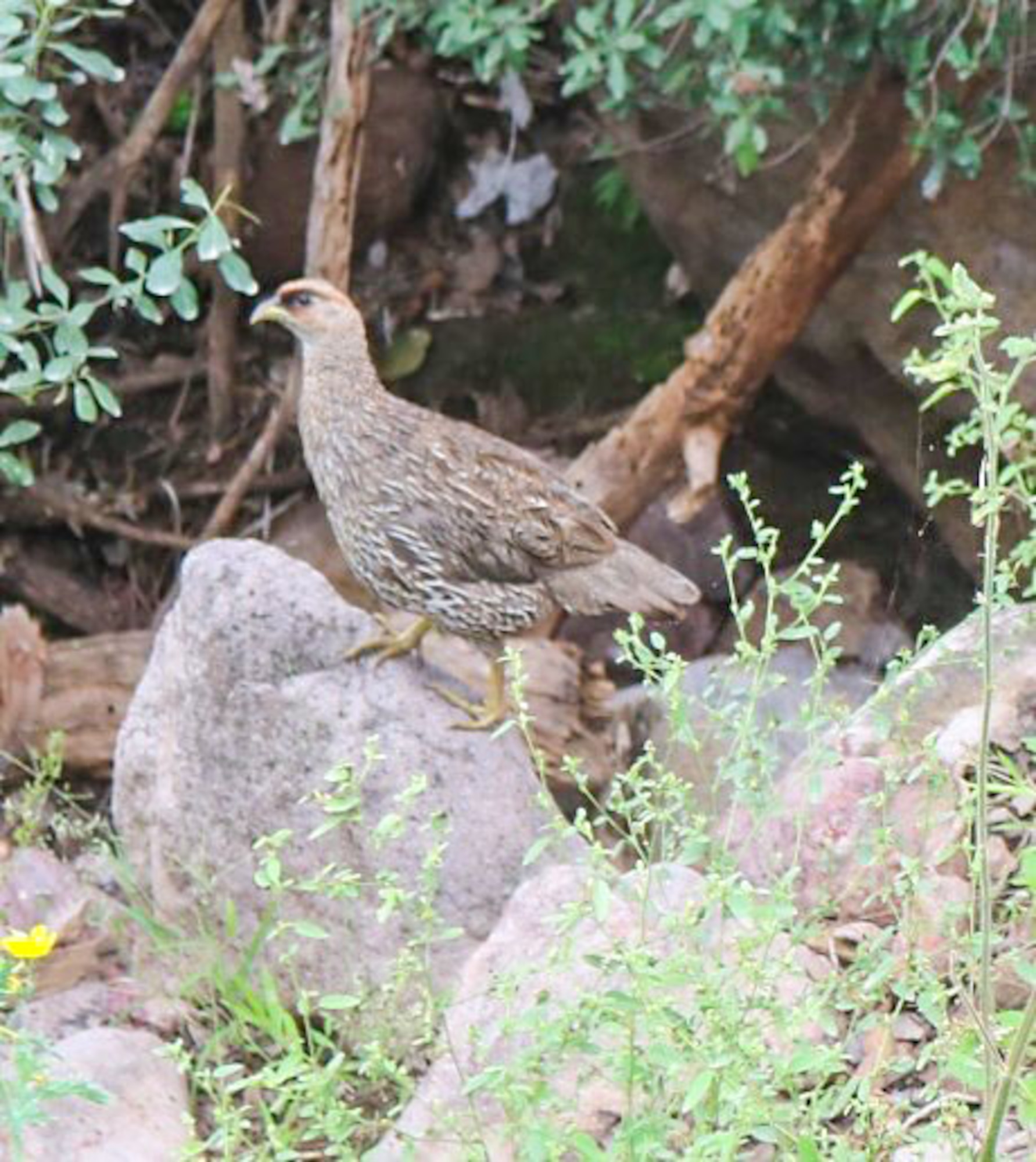 A photo of the critically endangered Djibouti Spurfowl, which is believed to have as few as 250-500 individuals remaining in the wild, and is Djibouti’s only unique, or endemic species.