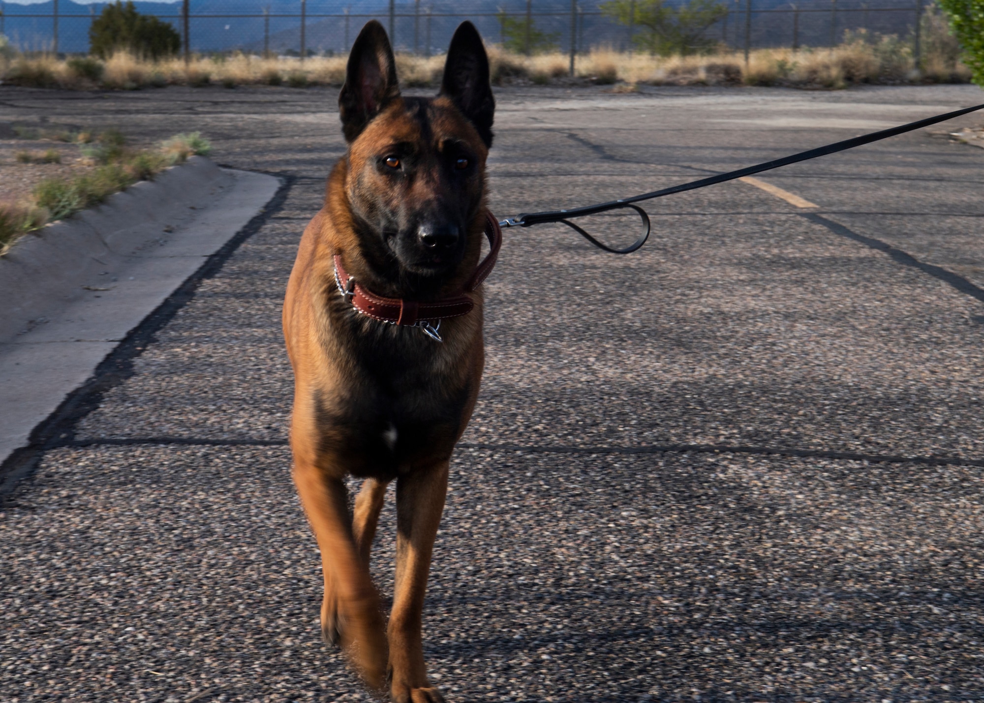 photo of dog walking on road