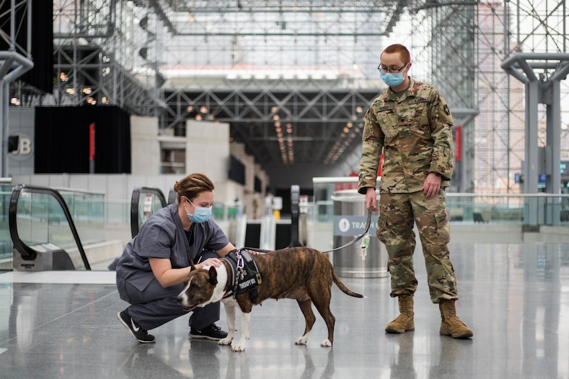 A soldier works with a service dog.