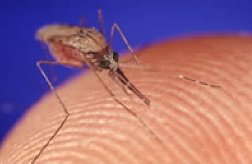 Close-up of a mosquito biting a person’s finger.