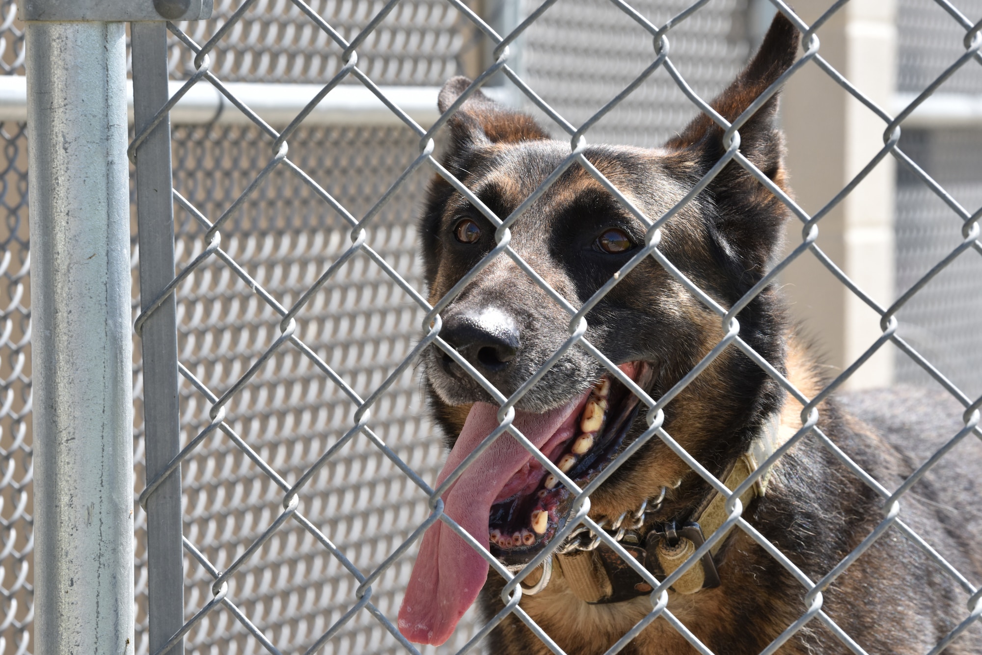 Hugo, 17th Security Forces Squadron military K-9, soaks up some sun while taking a break from the tests required for him to retire on Goodfellow Air Force Base, Texas, April 22, 2020. Hugo sustained an injury during a deployment so he did not have to perform the aggression test which would have aggravated the injury. (U.S. Air Force photo by Senior Airman Seraiah Wolf)