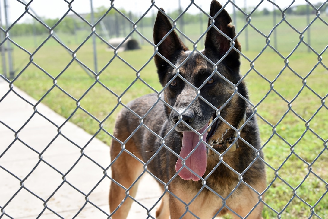 Hugo, 17th Security Forces Squadron military K-9, watches from the turn out pen while on a break from his tests for retirement on Goodfellow Air Force Base, Texas, April 22, 2020. During the testing process the K-9s are able to take a break between tests so that they are not overly stressed. (U.S. Air Force photo by Senior Airman Seraiah Wolf)