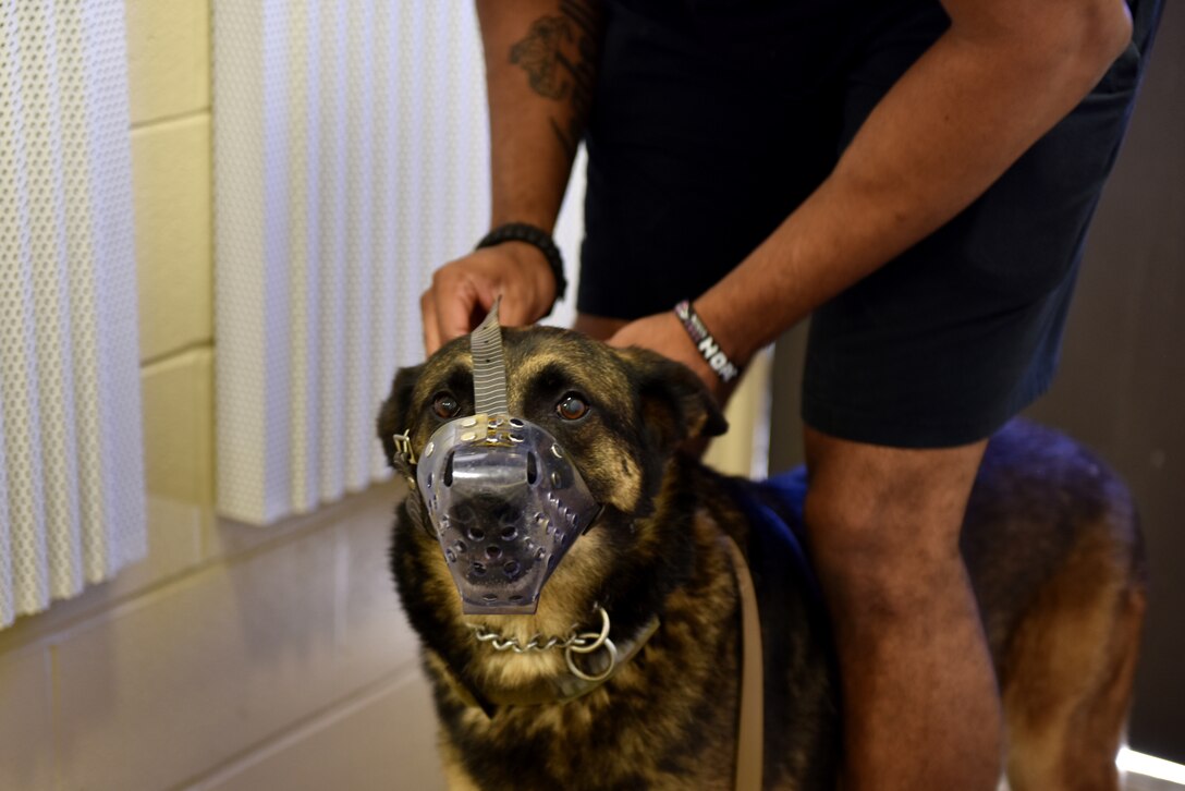U.S. Air Force Staff Sgt. Mark Cravens, 17th Security Forces Squadron kennel master, applies a muzzle to military K-9 Hugo as a part of his retirement tests on Goodfellow Air Force Base, Texas, April 22, 2020. The application of the muzzle was one aspect of the tests administered to a military K-9 to show that they are ready for retirement. (U.S. Air Force photo by Senior Airman Seraiah Wolf)