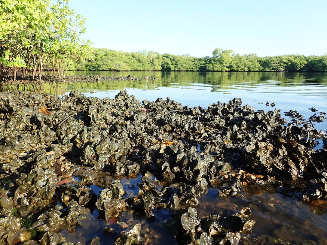 Loxahatchee River oyster monitoring