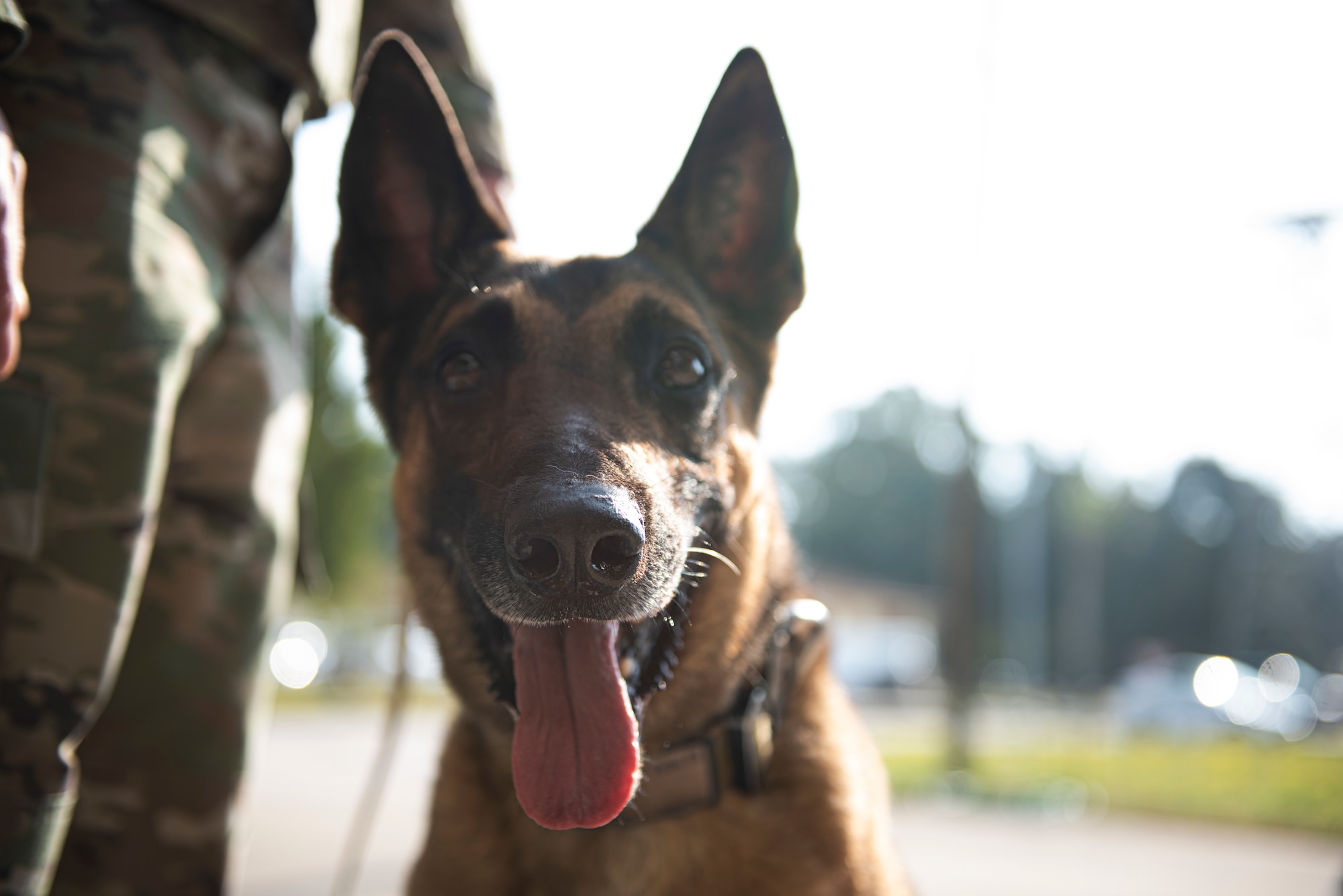 K-9 Officer Bruno Retires From Service 