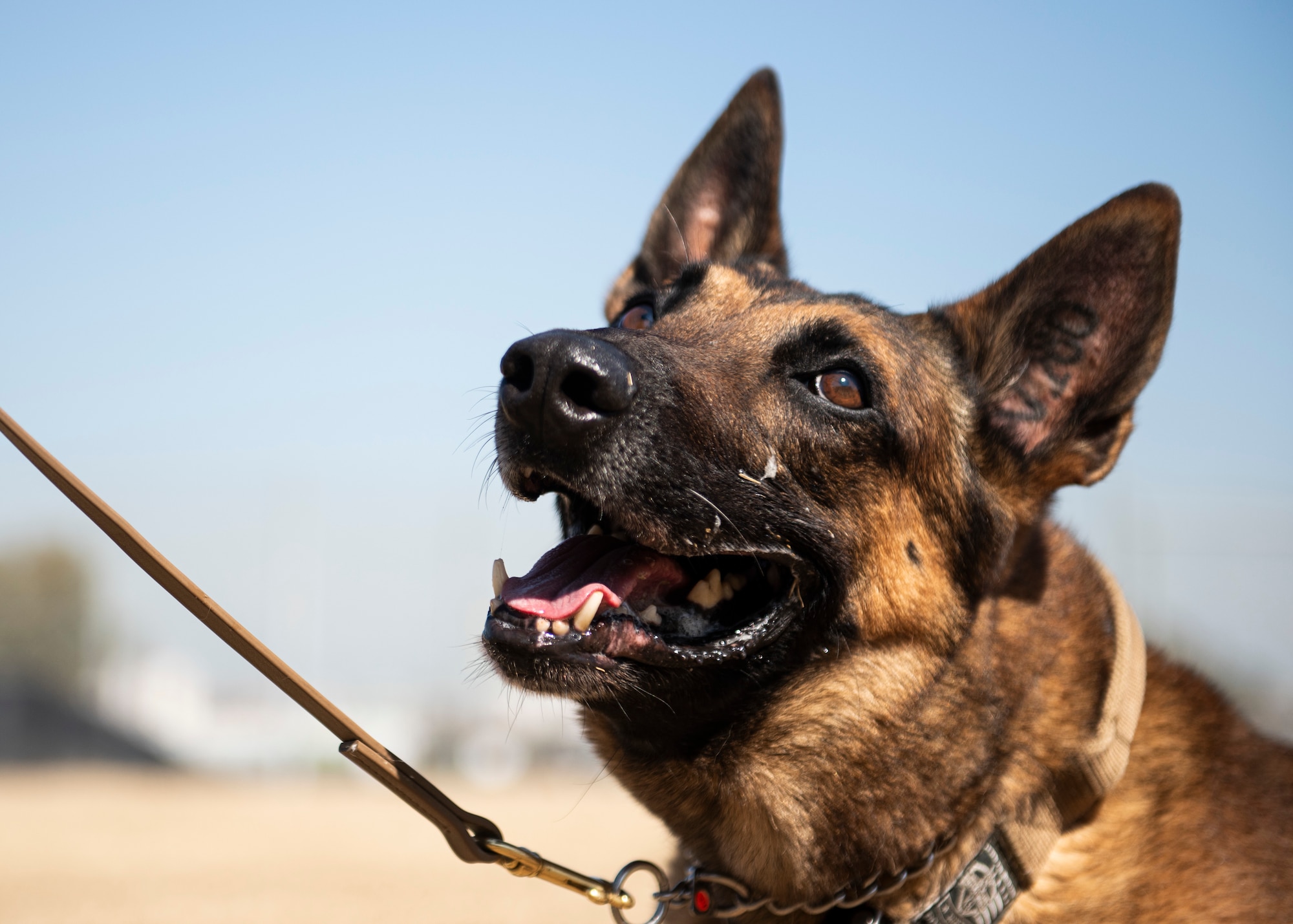 Military Working Dog Bruno watches U.S. Air Force Staff Sgt. Jeremy Hammer, 39th Security Forces Squadron MWD handler while playing, Feb. 26, 2020, at Incirlik Air Base, Turkey. Bruno’s job was to provide security to the members stationed at Incirlik Air Base and was accomplished at detection and bite work. (U.S. Air Force photo by Staff Sgt. Malissa Lott)
