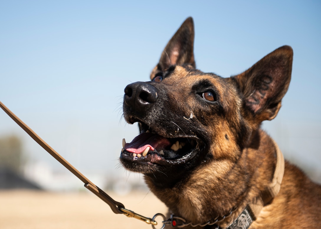 Photo of a military working dogs face