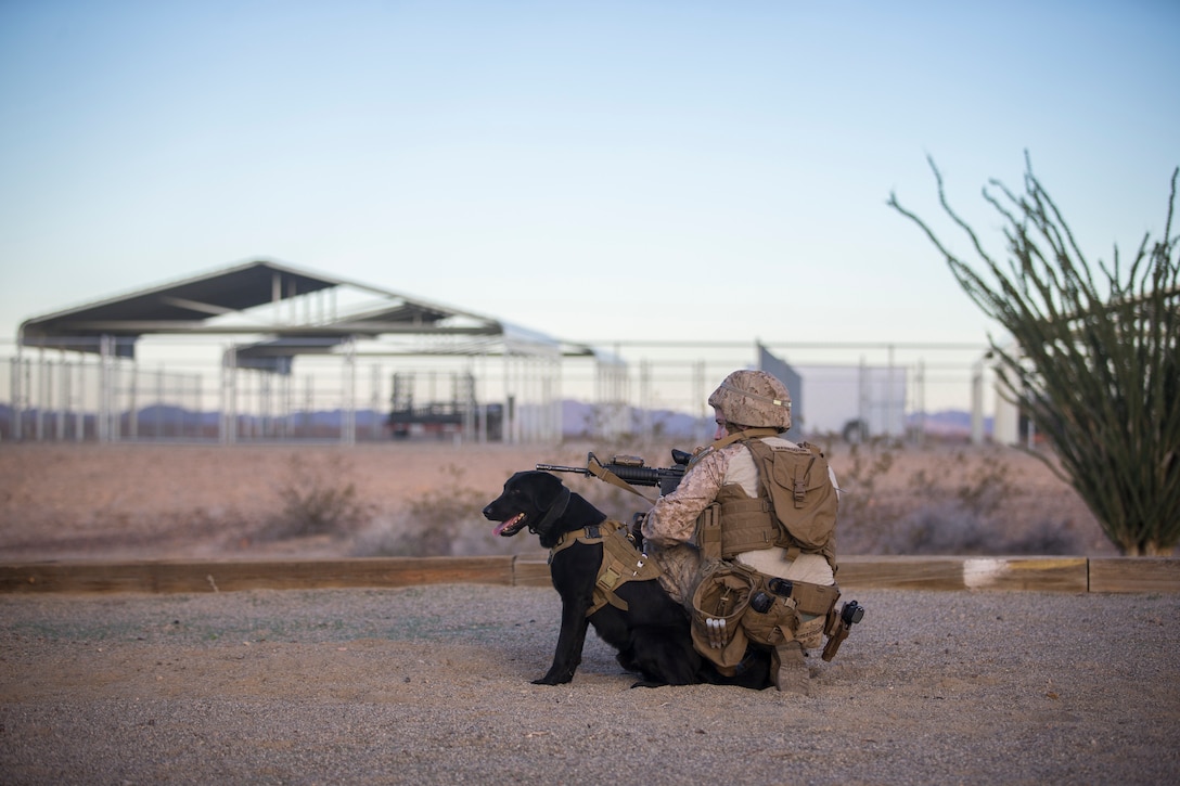 U.S. Marine Corps K-9 handlers currently assigned to the Military Working Dogs (MWD) Team Deployment Training Course, conduct a training obstacle course on Yuma Proving Grounds, Jan. 08, 2020.