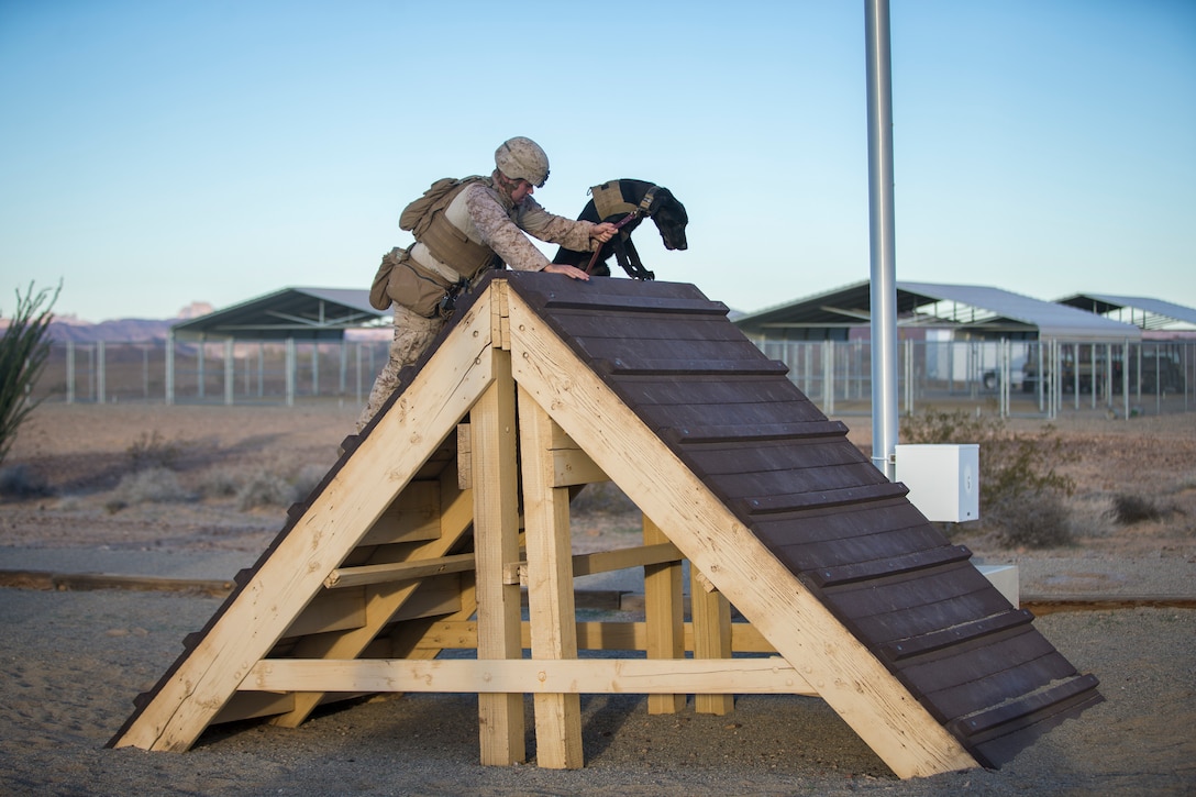 U.S. Marine Corps K-9 handlers currently assigned to the Military Working Dogs (MWD) Team Deployment Training Course, conduct a training obstacle course on Yuma Proving Grounds, Jan. 08, 2020.