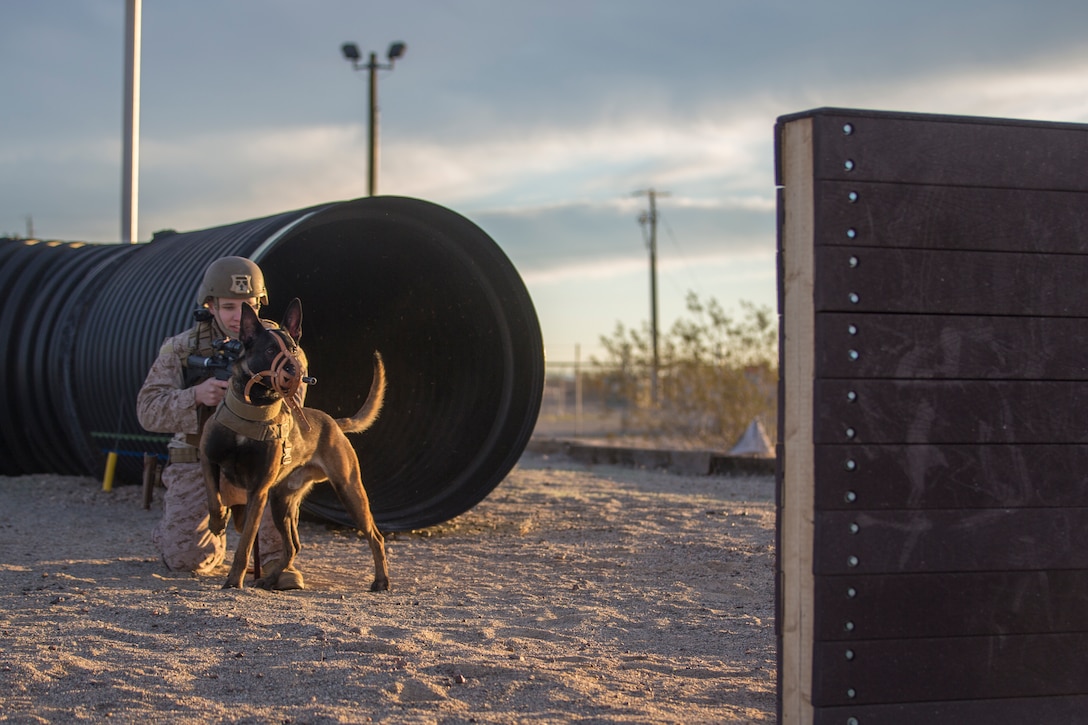 U.S. Marine Corps Sgt Ian Kozlik and his Military Working Dog (MWD) PPatriot, currently assigned to the Military Working Dogs (MWD) Team Deployment Training Course, conduct a training obstacle course on Yuma Proving Grounds, Jan. 08, 2020.