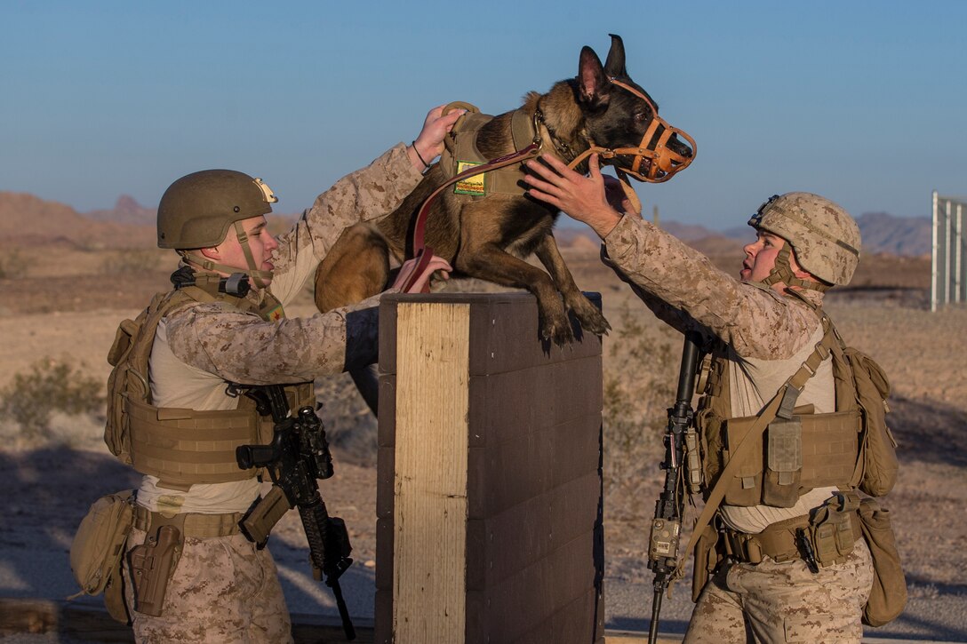U.S. Marine Corps Sgt Ian Kozlik and his Military Working Dog (MWD) PPatriot, currently assigned to the Military Working Dogs (MWD) Team Deployment Training Course, conduct a training obstacle course on Yuma Proving Grounds, Jan. 08, 2020.