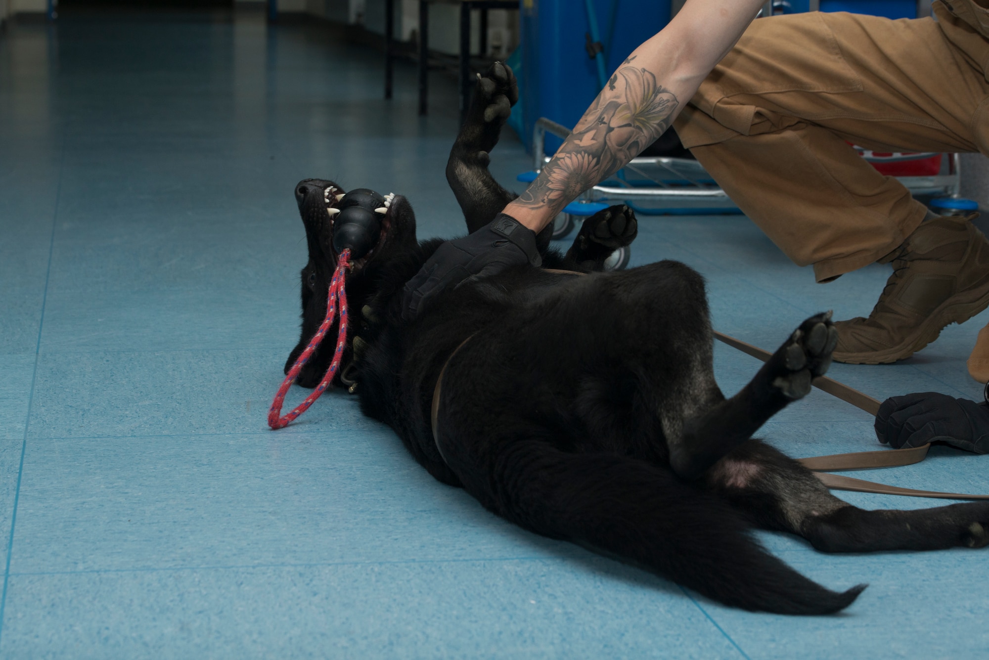 A photo of a dog playing.