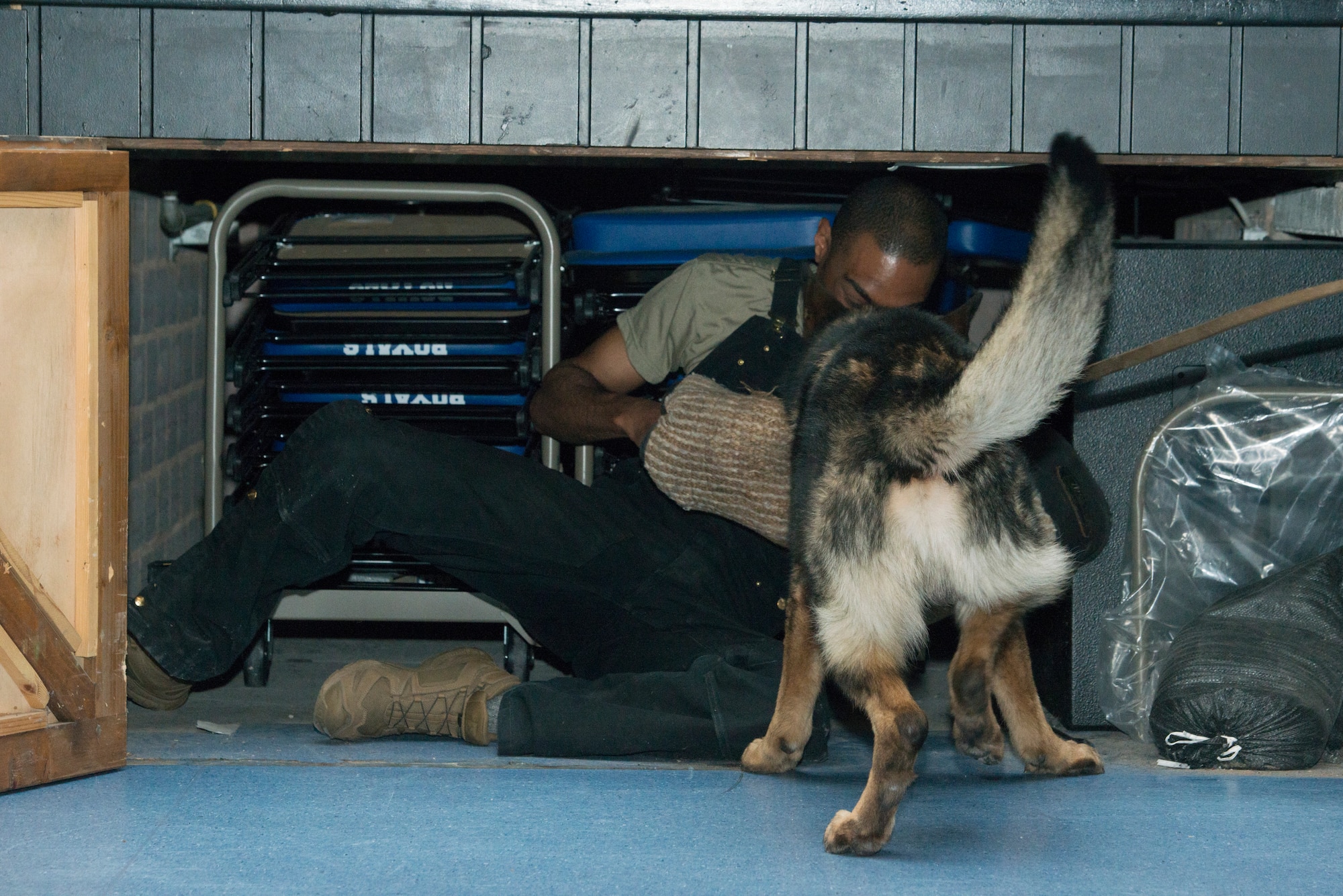 A photo of a dog finding a man under a stage.
