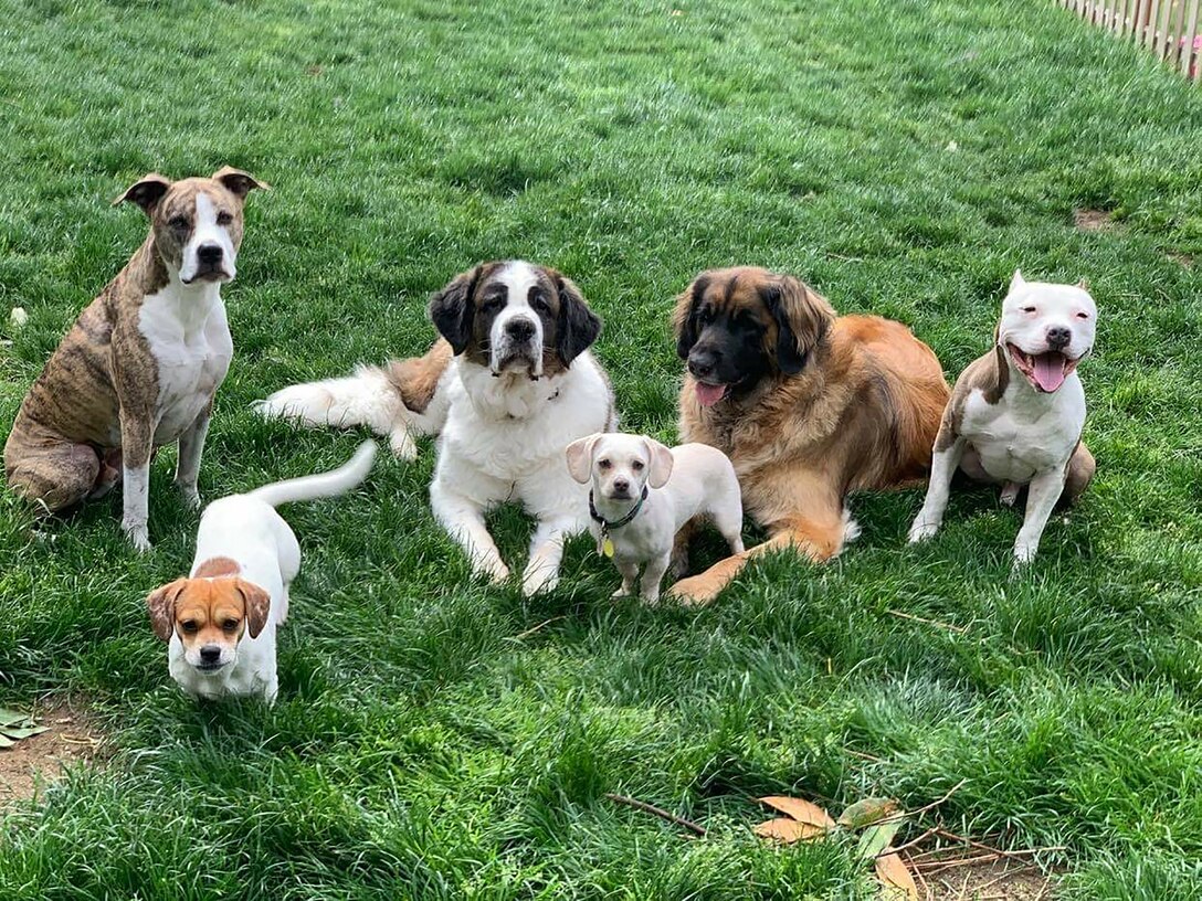 Full house: Olympia military couple fostered 60 children, two cats and 10 dogs in the last six years