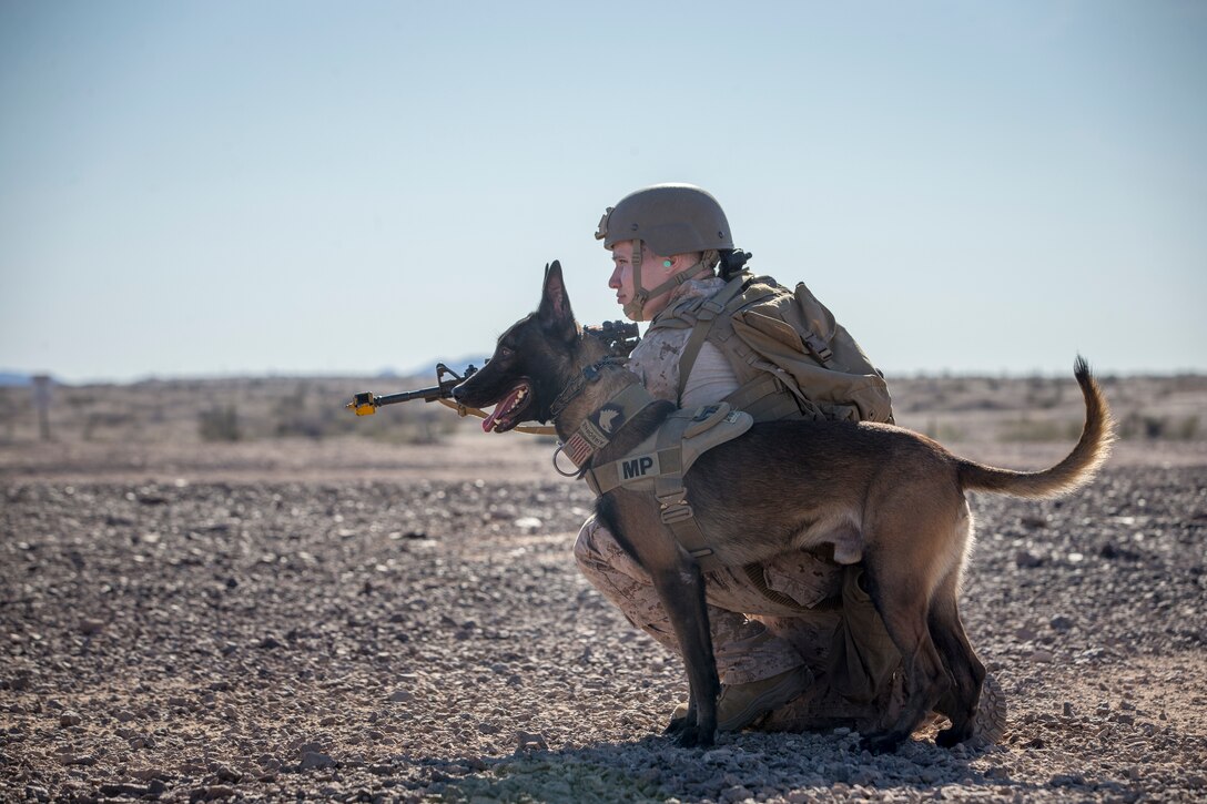 U.S. Marine Corps Sgt Ian Kozlik and his Military Working Dog (MWD) PPatriot, currently assigned to the MWD Team Deployment Training Course, conduct a training operation on Yuma Proving Grounds, Jan. 10, 2020. The MWD Team Deployment Training Course is a 3-week long course where MWD Handlers from all three Marine Expeditionary Forces advance their dog team capabilities by focusing on teaching teams to become effective and lethal assets. (U.S. Marine Corps photo by Lance Cpl John Hall)