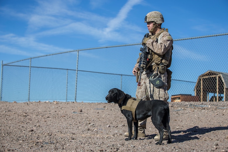 U.S. Marine Corps Sgt Ian Kozlik and his Military Working Dog (MWD) PPatriot, currently assigned to the MWD Team Deployment Training Course, conduct a training operation on Yuma Proving Grounds, Jan. 10, 2020. The MWD Team Deployment Training Course is a 3-week long course where MWD Handlers from all three Marine Expeditionary Forces advance their dog team capabilities by focusing on teaching teams to become effective and lethal assets. (U.S. Marine Corps photo by Lance Cpl John Hall)
