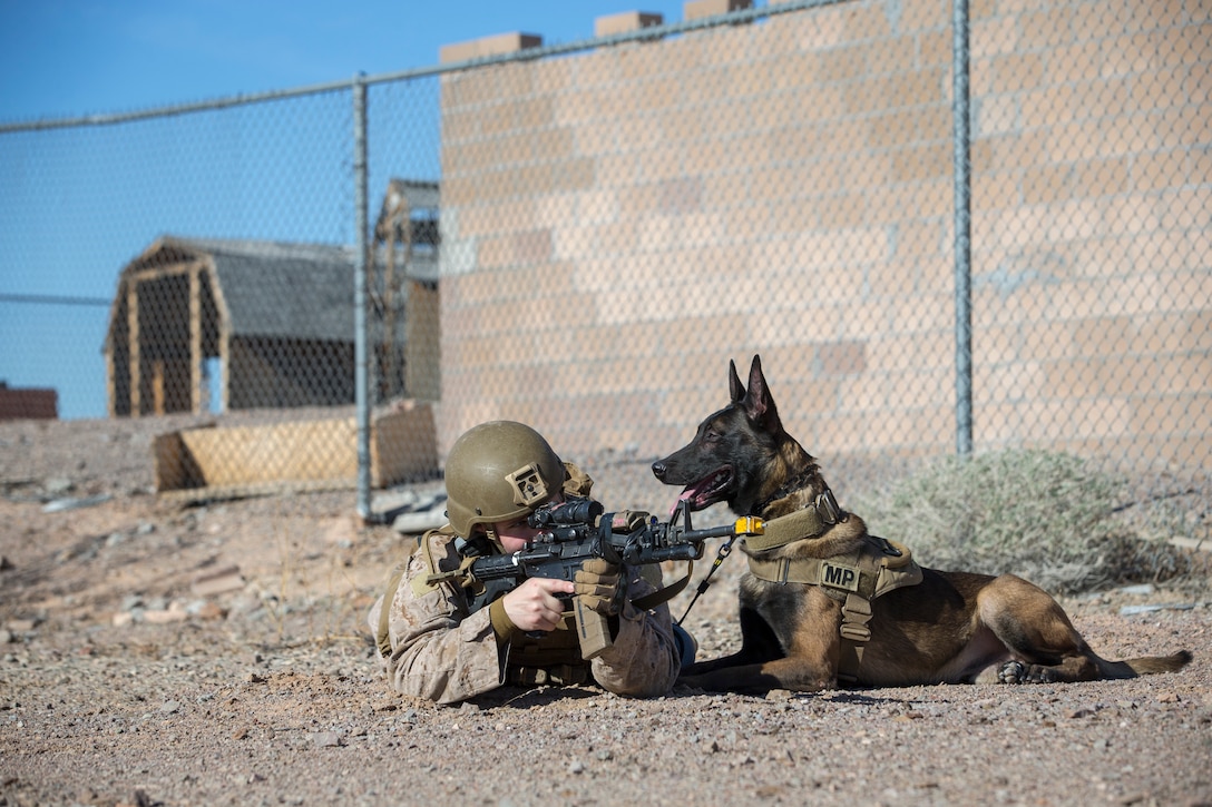 U.S. Marine Corps Sgt Ian Kozlik and his Military Working Dog (MWD) PPatriot, currently assigned to the MWD Team Deployment Training Course, conduct a training operation on Yuma Proving Grounds, Jan. 10, 2020. The MWD Team Deployment Training Course is a 3-week long course where MWD Handlers from all three Marine Expeditionary Forces advance their dog team capabilities by focusing on teaching teams to become effective and lethal assets. (U.S. Marine Corps photo by Lance Cpl John Hall)