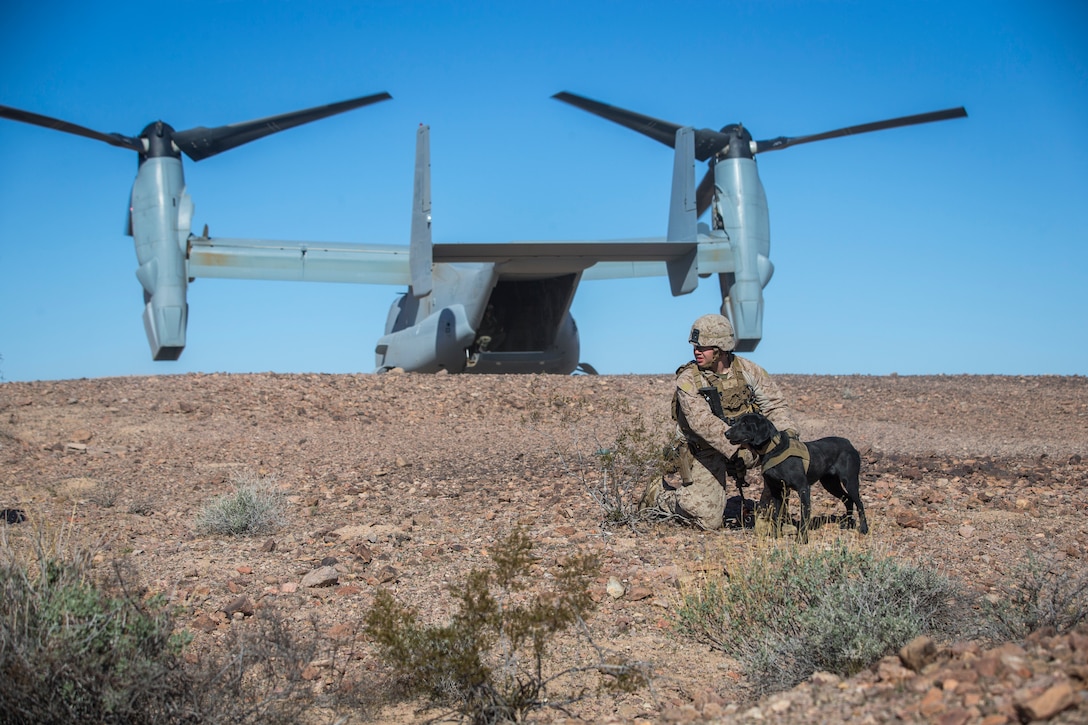 U.S. Marine Corps Sgt Ian Kozlik and his Military Working Dog (MWD) PPatriot, currently assigned to the MWD Team Deployment Training Course, conduct a training operation on Yuma Proving Grounds, Jan. 10, 2020. The MWD Team Deployment Training Course is a 3-week long course where MWD Handlers from all three Marine Expeditionary Forces advance their dog team capabilities by focusing on teaching teams to become effective and lethal assets. (U.S. Marine Corps photo by Lance Cpl John Hall)