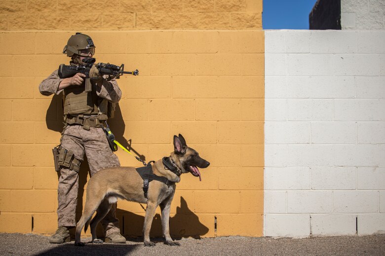 U.S. Marine Corps Sgt Ian Kozlik and his Military Working Dog (MWD) PPatriot, currently assigned to the MWD Team Deployment Training Course, conduct a training operation on Yuma Proving Grounds, Jan. 10, 2020. The MWD Team Deployment Training Course is a 3-week long course where MWD Handlers from all three Marine Expeditionary Forces advance their dog team capabilities by focusing on teaching teams to become effective and lethal assets. (U.S. Marine Corps photo by Lance Cpl John Hall)