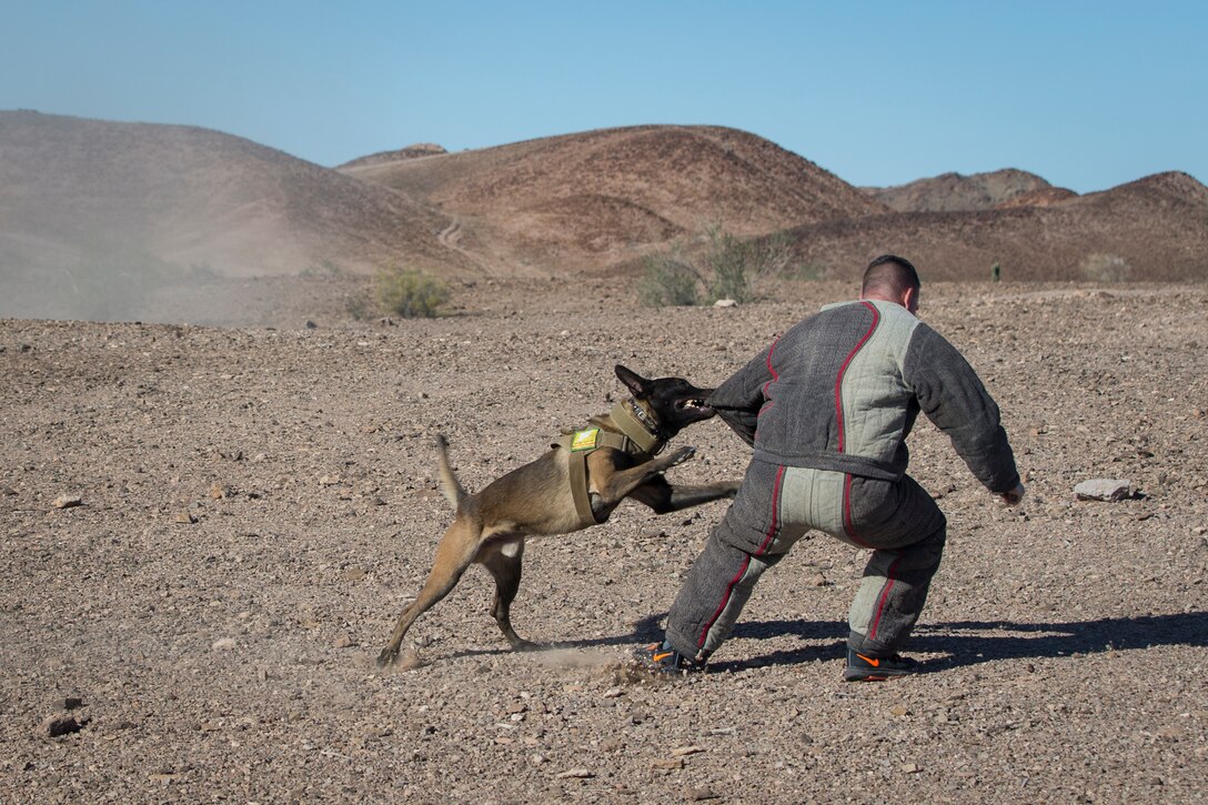 U.S. Marine Corps Sgt Ian Kozlik and his Military Working Dog (MWD) PPatriot, currently assigned to the MWD Team Deployment Training Course, conduct a training operation on Yuma Proving Grounds, Jan. 10, 2020. The MWD Team Deployment Training Course is a 3-week long course where MWD Handlers from all three Marine Expeditionary Forces advance their dog team capabilities by focusing on teaching teams to become effective and lethal assets. (U.S. Marine Corps photo by Lance Cpl John Hall)