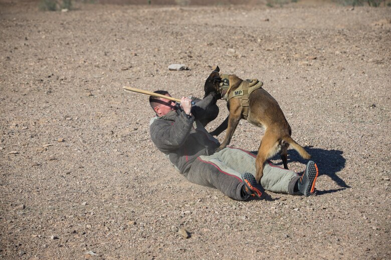 U.S. Marine Corps Sgt Ian Kozlik and his Military Working Dog (MWD) PPatriot, currently assigned to the MWD Team Deployment Training Course, conduct a training operation on Yuma Proving Grounds, Jan. 10, 2020. The MWD Team Deployment Training Course is a 3-week long course where MWD Handlers from all three Marine Expeditionary Forces advance their dog team capabilities by focusing on teaching teams to become effective and lethal assets. (U.S. Marine Corps photo by Lance Cpl John Hall)