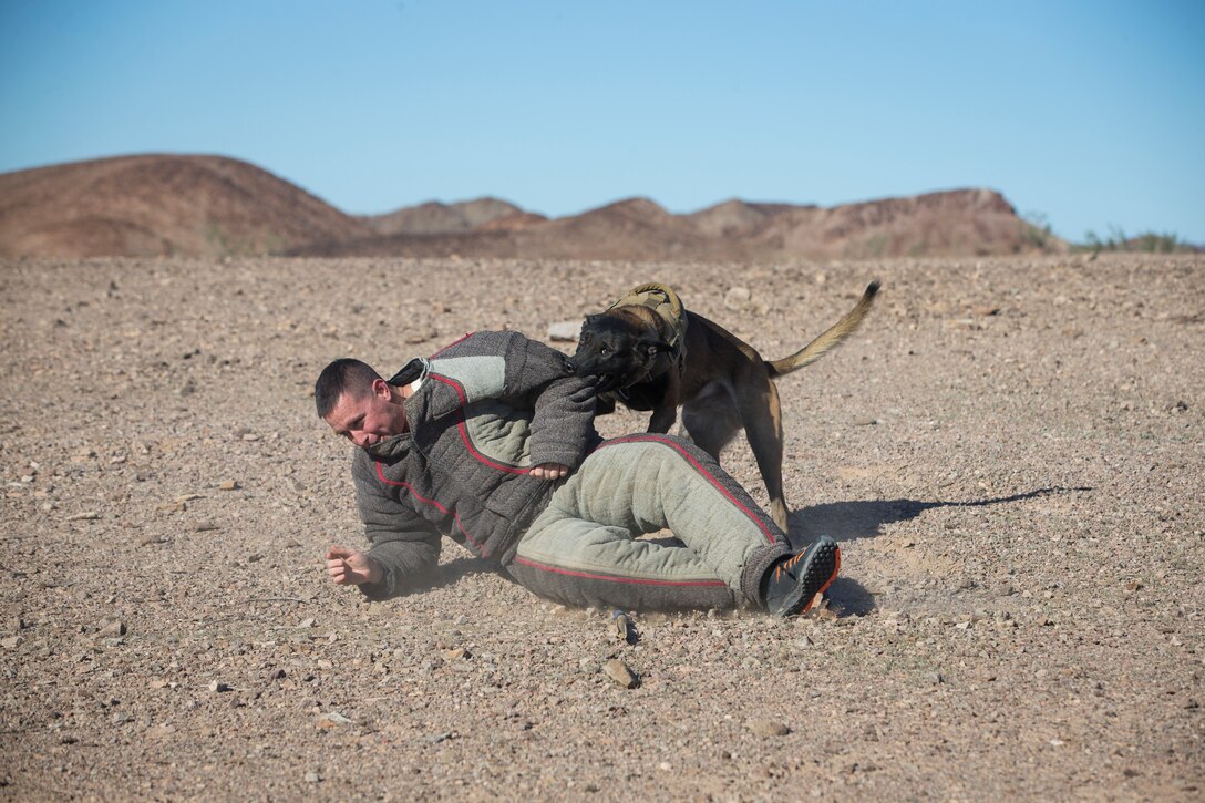 U.S. Marine Corps Sgt Ian Kozlik and his Military Working Dog (MWD) PPatriot, currently assigned to the MWD Team Deployment Training Course, conduct a training operation on Yuma Proving Grounds, Jan. 10, 2020. The MWD Team Deployment Training Course is a 3-week long course where MWD Handlers from all three Marine Expeditionary Forces advance their dog team capabilities by focusing on teaching teams to become effective and lethal assets. (U.S. Marine Corps photo by Lance Cpl John Hall)