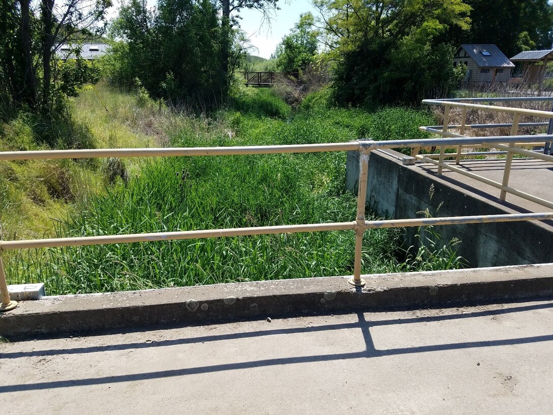 looking down from a bridge into a creek which is completely obscured by tall grass