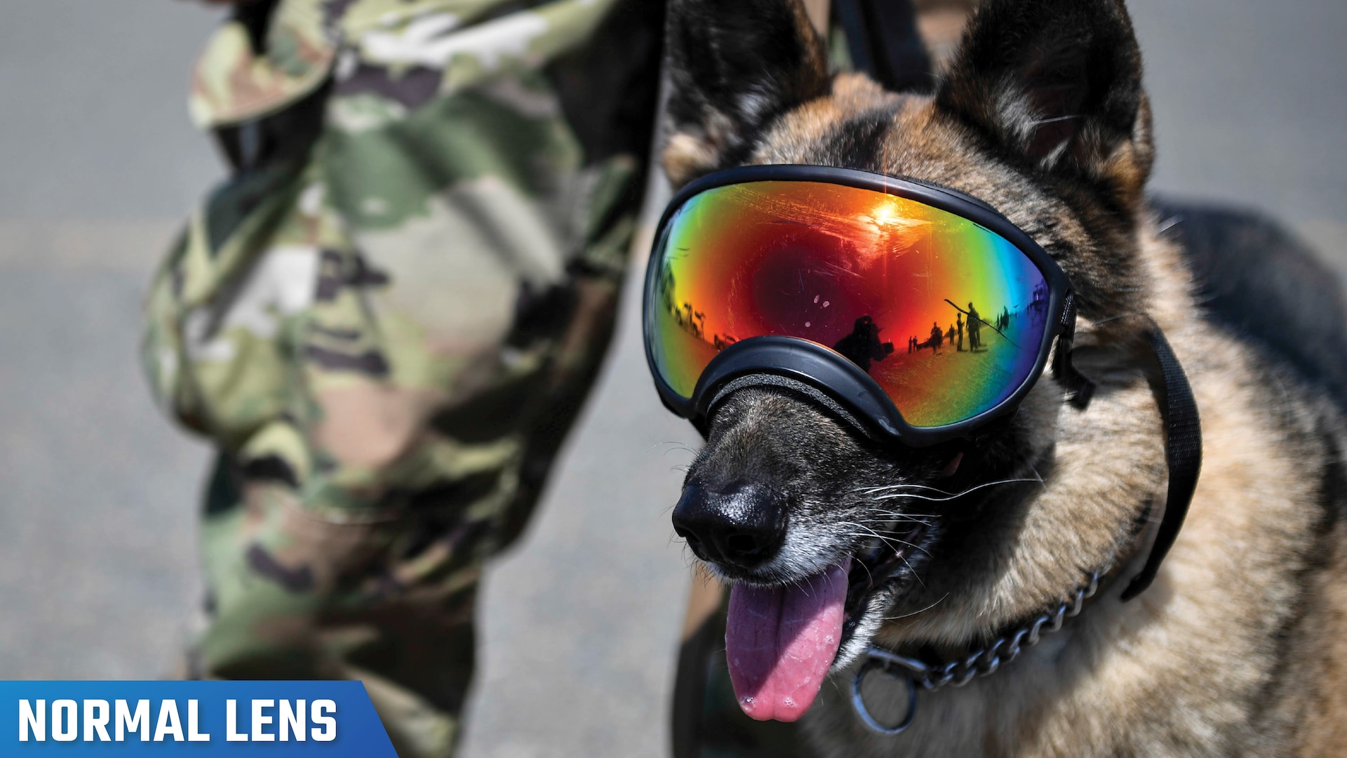 Image of a service dog with person in the background labeled,  "Normal Lens."