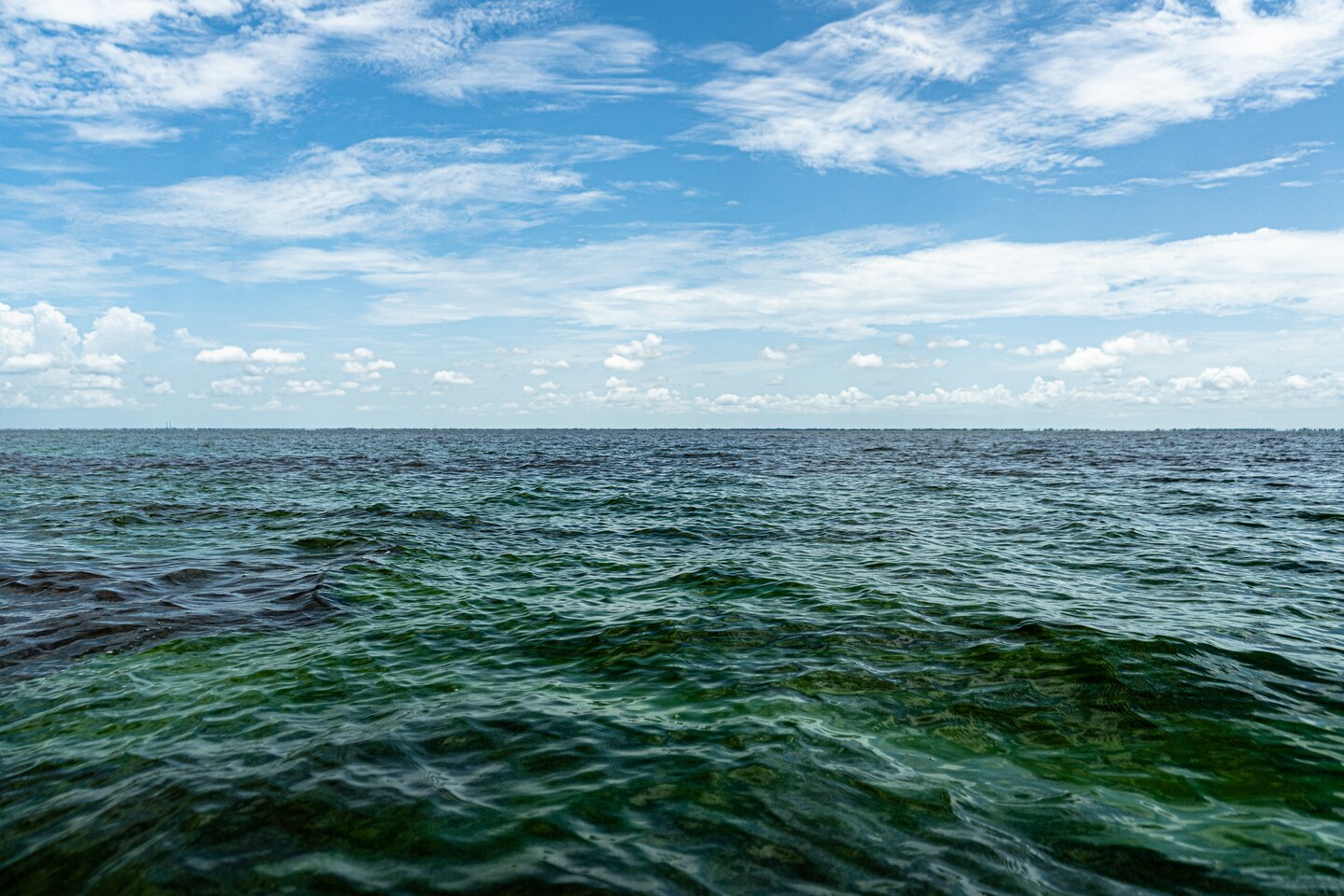 Harmful algal blooms (HABs) floating on the water surface near the middle of Lake Okeechobee, Fla.  HABs are a challenging problem that has impacted the environment and economy across the Nation. Currently, U.S. Army Engineer Research and Development Center researchers and their partners are studying and improving a method for removing and disposing of blue-green algae from the waterways.