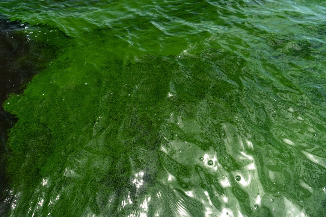 Harmful algal blooms (HABs) floating on the water surface near the middle of Lake Okeechobee, Fla.  HABs are a challenging problem that has impacted the environment and economy across the Nation. Currently, U.S. Army Engineer Research and Development Center researchers and their partners are studying and improving a method for removing and disposing of blue-green algae from the waterways.