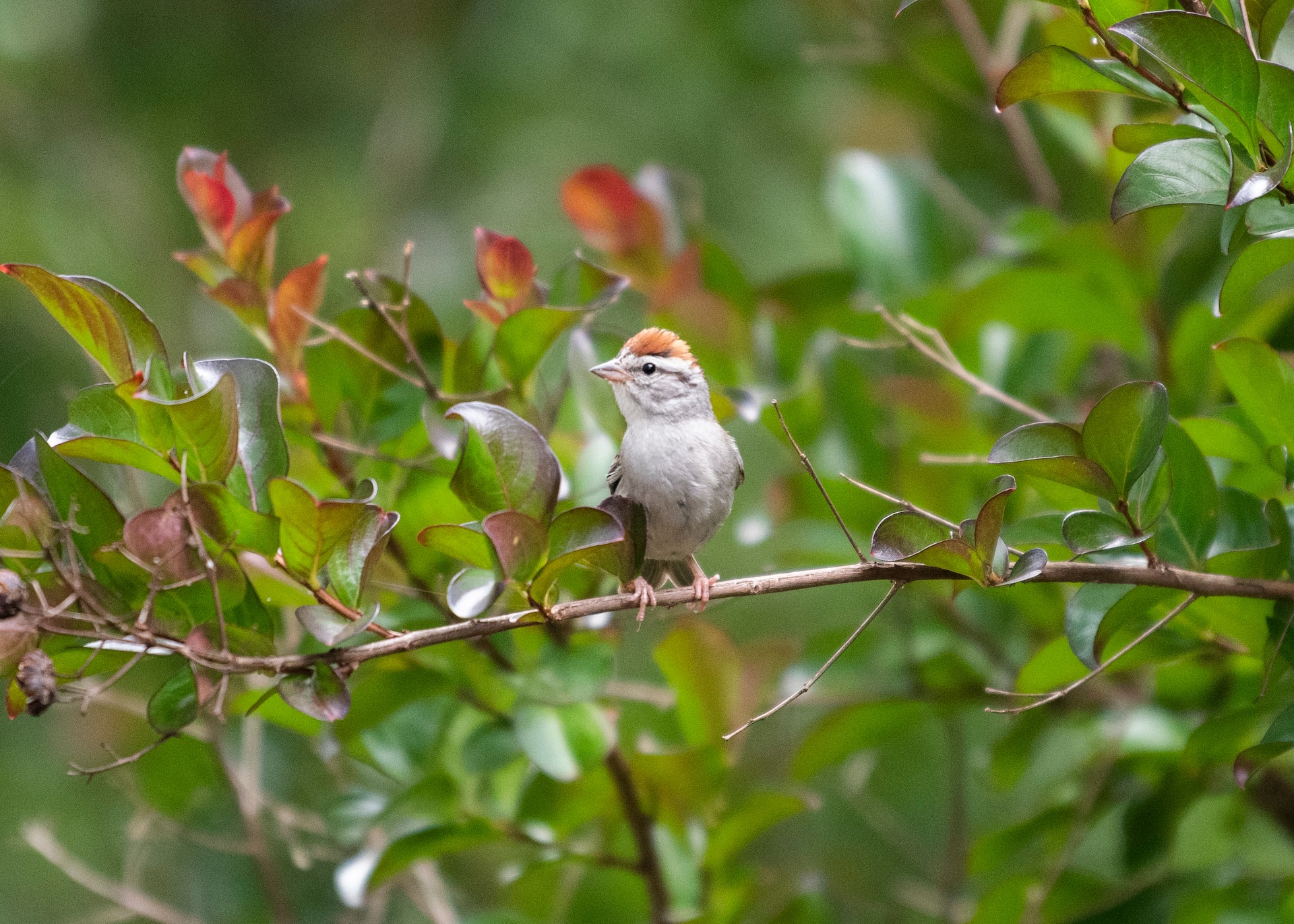Photograph of a bird perched on a tree branch taken using an f / 2.8 aperture.