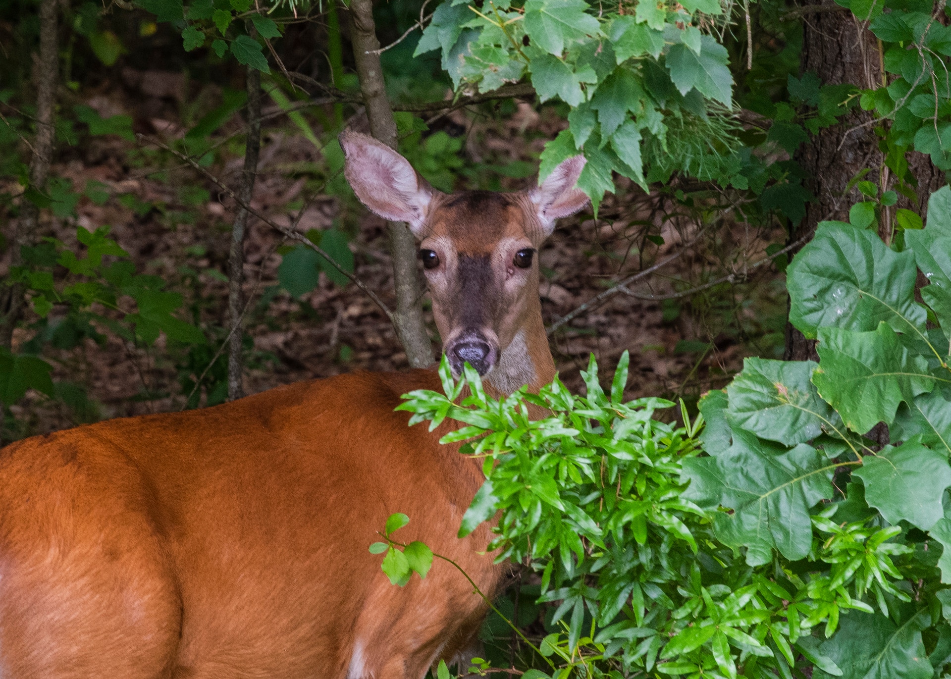 Photograph of a deer in the woods taken using the aperture range f/11 - f/22.