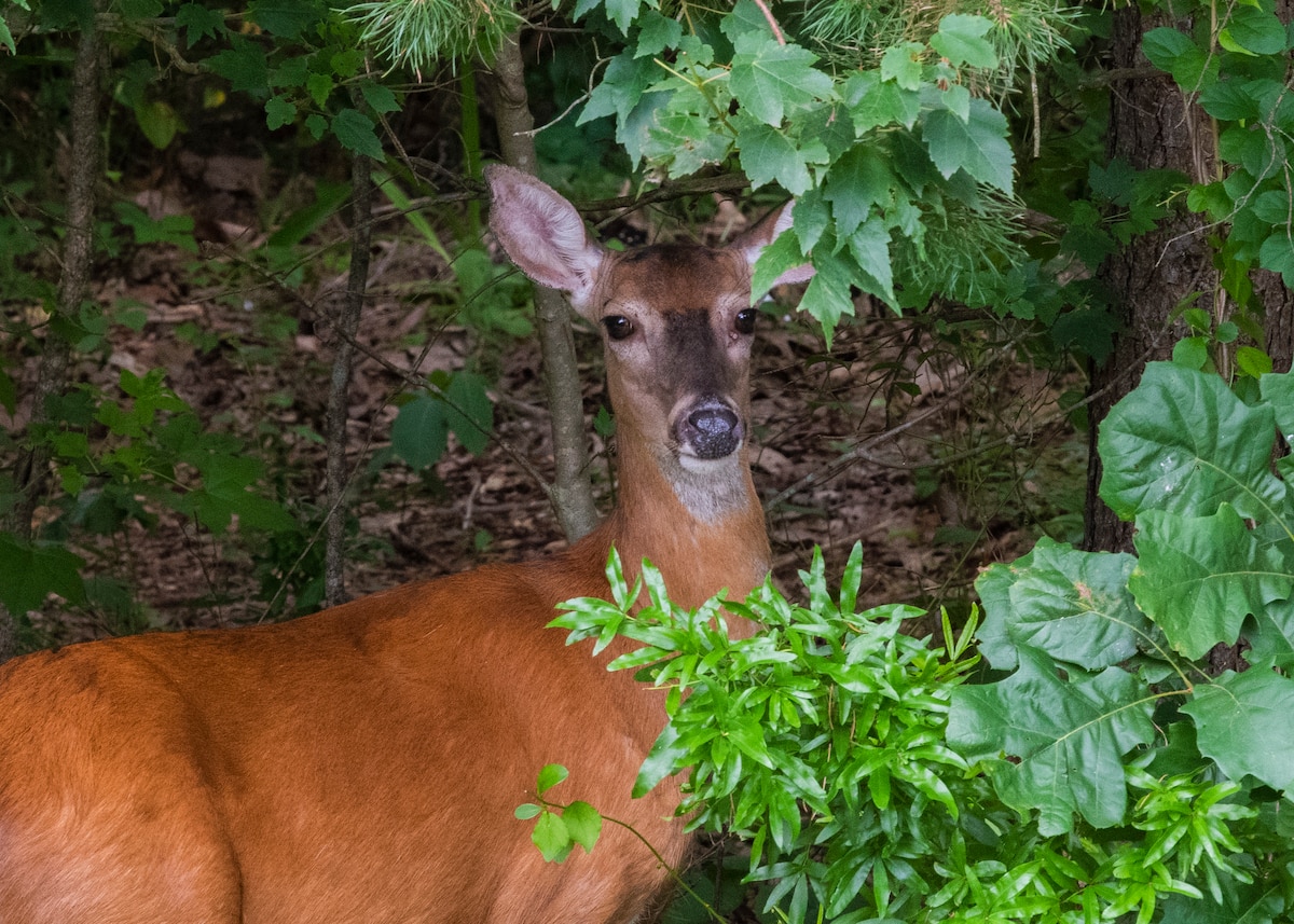 Photograph of a deer in the woods taken using an f / 8 aperture.