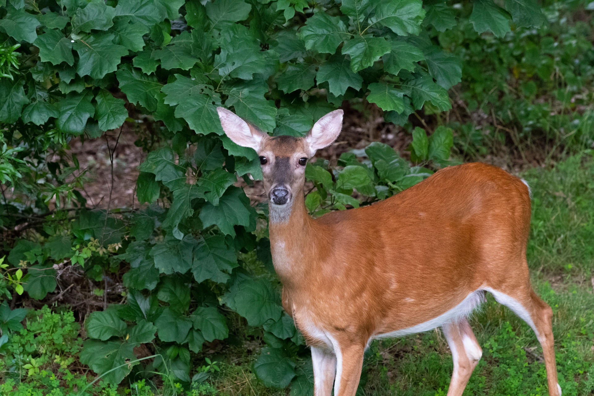 Photograph of a deer in the woods taken using the aperture range f/4 - f/5.6.