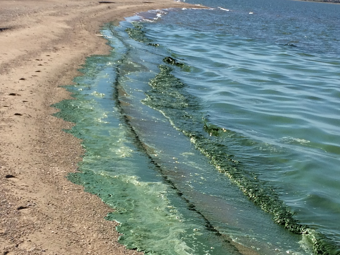 Blue green algae on the shore of Lake Sakakawea, Van Hool, ND.