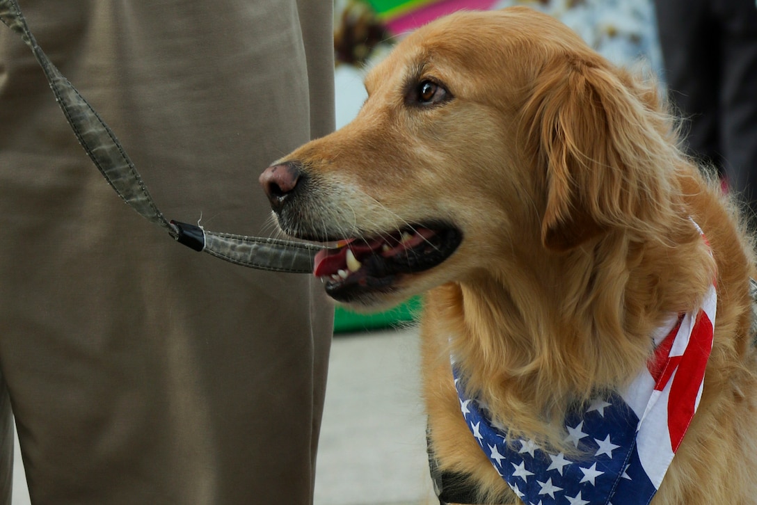 A Golden Retriever wears an American flag bandanna.
