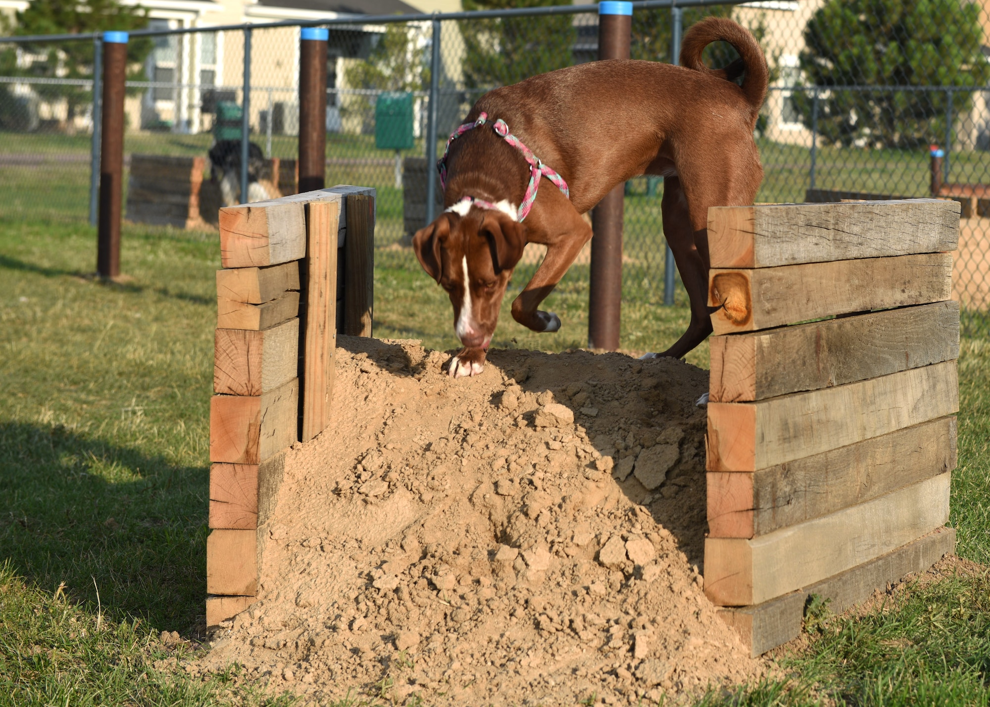 Remi, checks out the new obstacles at the dog park on Buckley Air Force Base, Colo., Aug. 4, 2020. New ramps, hurdles, tunnels and poles to weave through were installed by a local Eagle Scout as part of a community project. (U.S. Air Force photo by Airman 1st Class Haley N. Blevins)