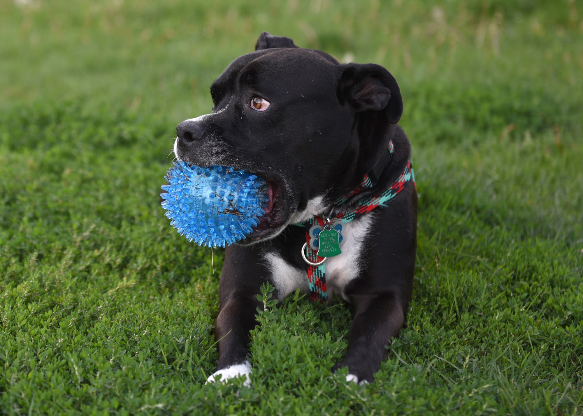 Little Man guards his toy at the dog park on Buckley Air Force Base, Colo., Aug. 4, 2020. New ramps, hurdles, tunnels and poles to weave through were installed by a local Eagle Scout as part of his community project. (U.S. Air Force photo by Airman 1st Class Haley N. Blevins)