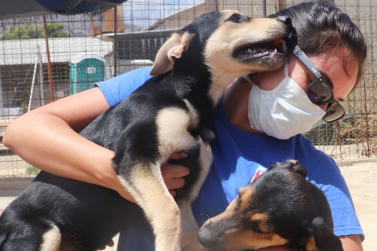 A sailor holds two puppies.