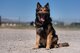 Jojo, 432nd Security Forces Squadron military working dog, sits on command as his tongue hangs out.