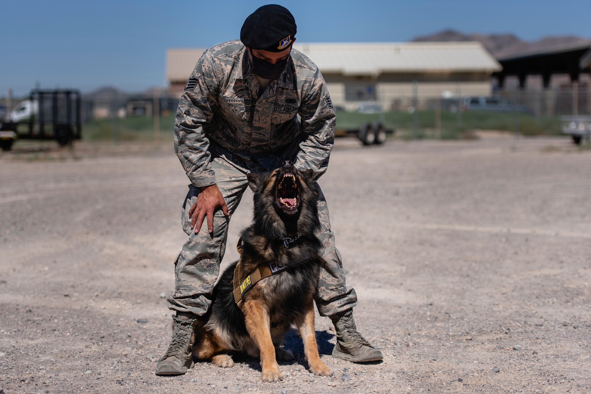 Jojo shows his fangs midbark as his trainer holds his leash.