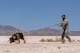 Jojo sniffs the ground as he leads his handler while tracking a scent.