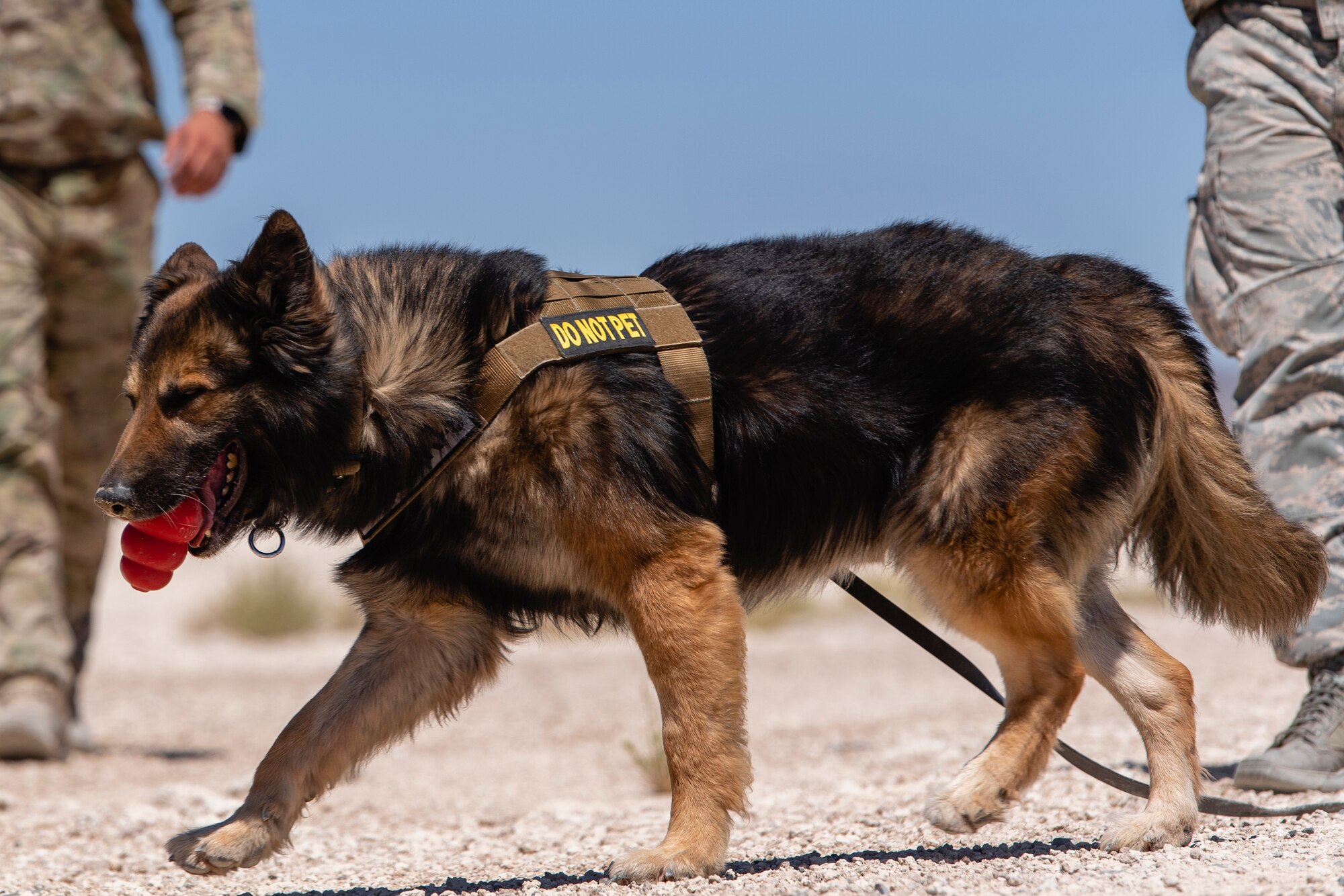 Jojo the military working dog walks with his red chew toy in his mouth.