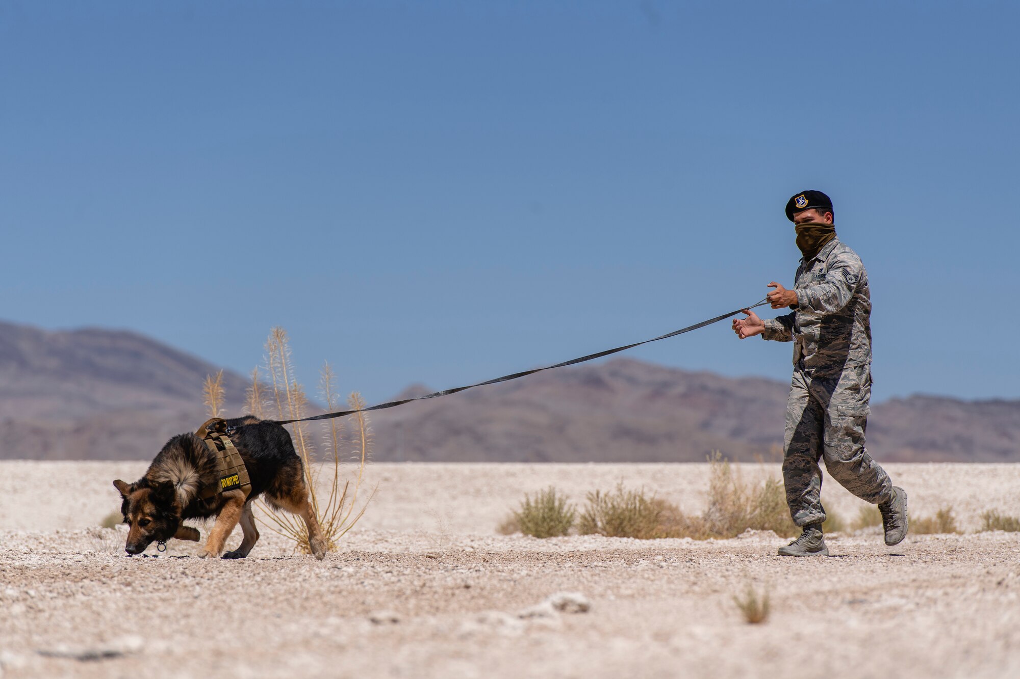 Jojo sniffs the ground as he leads his handler while tracking a scent.