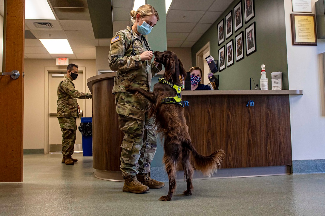 A dog jumps up on a soldier in an office.