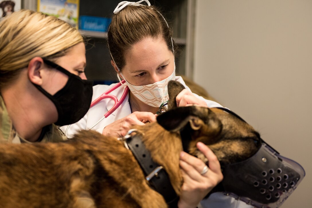 Dr. Joanna Kuecker, a veterinarian assigned to the Whiteman Air Force Base Veterinary Clinic, exams Military Working Dog Oscar, assigned to the 509th Security Force Squadron, at Whiteman Air Force Base, Missouri, Aug. 7, 2020. Oscar became the newest and youngest MWD for Whiteman AFB after graduating the Military Working Dog Course at Lackland AFB, Texas. Kuecker performs a health and wellness check-up on Oscar to insure no injuries or sickness occurred during transit. (U.S. Air Force photo by Airman 1st Class Christina Carter)