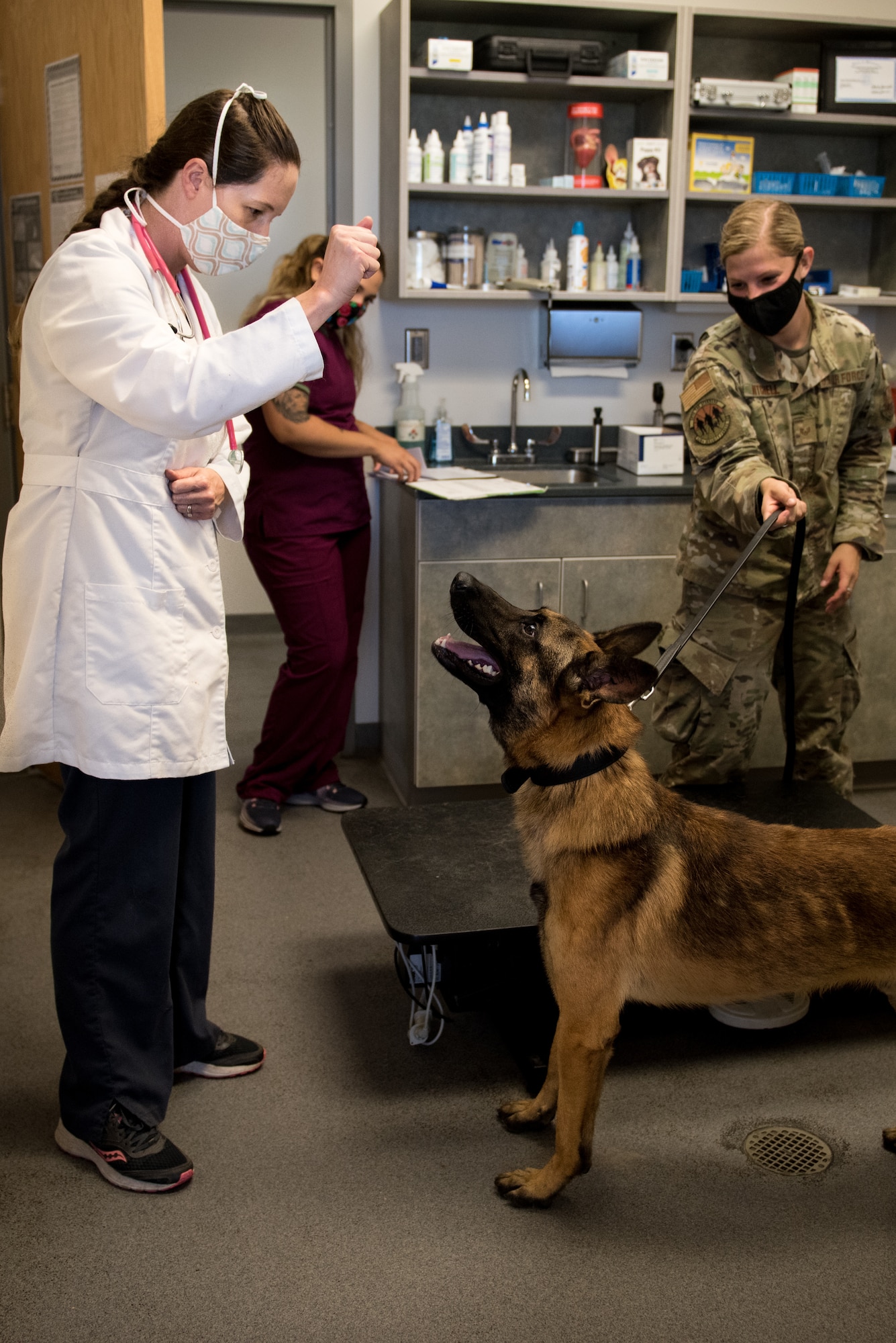 Dr. Joanna Kuecker, a veterinarian assigned to the Whiteman Air Force Base Veterinary Clinic, gives a treat to Military Working Dog Oscar, assigned to the 509th Security Force Squadron, at Whiteman Air Force Base, Missouri, Aug. 7, 2020. Oscar became the newest and youngest MWD for Whiteman AFB after graduating the Military Working Dog Course at Lackland AFB, Texas. Oscar, a two year old Belgian Malinois, arrived to WAFB Aug.7. (U.S. Air Force photo by Airman 1st Class Christina Carter)